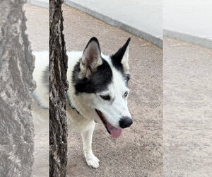 Zeus - Male Siberian Husky Dog for Adoption - Photo #2