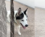 Small #1 Siberian Husky