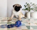 Small #3 Pug