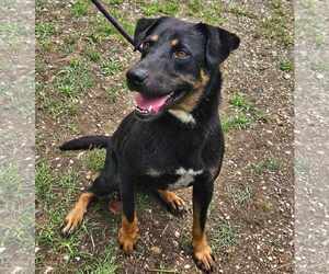 Arlo - Male Rottweiler-Unknown Mix Dog for Adoption - Photo #4