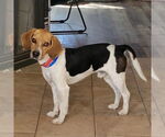 Small #7 Beagle