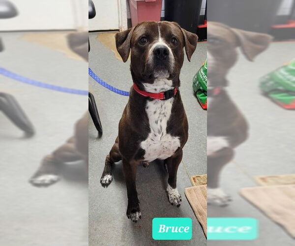 Medium Photo #4 Labrador Retriever-Unknown Mix Puppy For Sale in Richmond, IN, USA