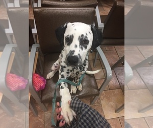 Dalmatian Dogs for adoption in EAST HARDWICK, VT, USA