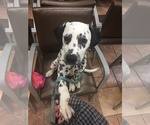 Small Photo #1 Dalmatian Puppy For Sale in EAST HARDWICK, VT, USA