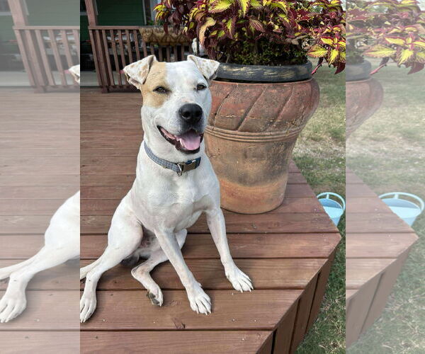 Medium Photo #2 American Bulldog-Unknown Mix Puppy For Sale in Wakefield, RI, USA