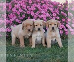 Small #1 Labrador Retriever