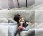 Puppy Mark English Springer Spaniel