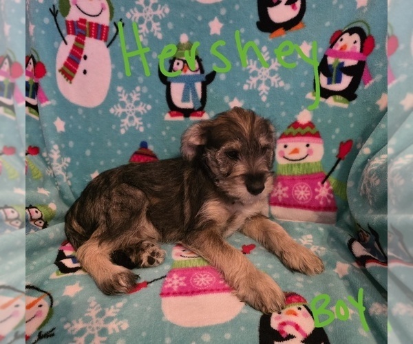 Medium Photo #26 Chizer Puppy For Sale in MONTEZUMA, GA, USA