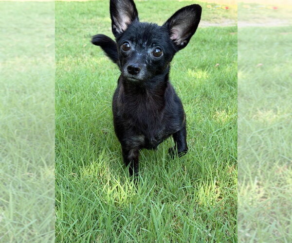 Medium Photo #1 Chiweenie Puppy For Sale in Great Bend, KS, USA