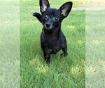 Small Chiweenie
