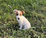 Puppy 3 Jack Russell Terrier