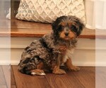 Small Photo #3 Cavapoo Puppy For Sale in NARVON, PA, USA