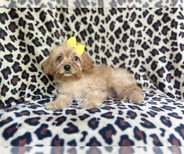 Medium Photo #7 Cavapoo Puppy For Sale in LAKELAND, FL, USA