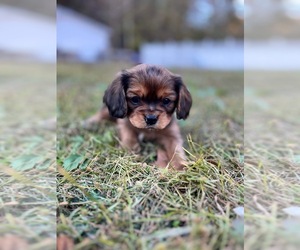 Cavapoo Puppy for sale in HANOVER, WV, USA