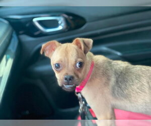 Pug-Unknown Mix Dogs for adoption in Lewistown, PA, USA