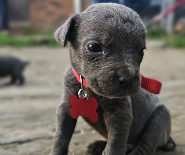 Medium Photo #1 Cane Corso Puppy For Sale in BIRMINGHAM, AL, USA