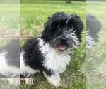 Small #6 Poodle (Miniature)-ShihPoo Mix