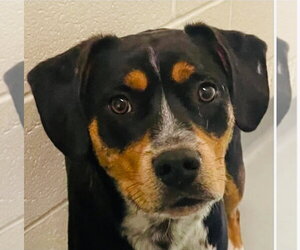 Mutt Dogs for adoption in Canton, CT, USA