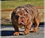 Small Photo #1 English Bulldog Puppy For Sale in WEST HOLLYWOOD, CA, USA