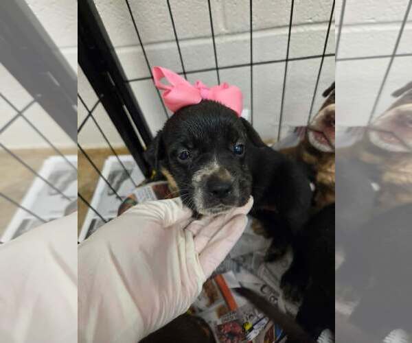Medium Photo #5 Labrador Retriever-Unknown Mix Puppy For Sale in SHERBURNE, NY, USA