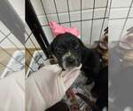 Small #4 Labrador Retriever Mix