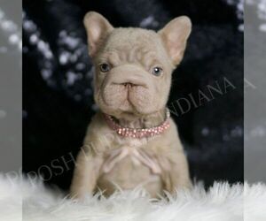 French Bulldog Puppy for sale in WARSAW, IN, USA