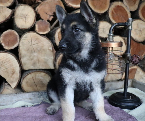 Medium Photo #1 German Shepherd Dog Puppy For Sale in HONEY BROOK, PA, USA