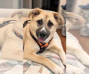 The Big Cheese - Female German Shepherd Dog-Unknown Mix Dog for Adoption - Photo #3