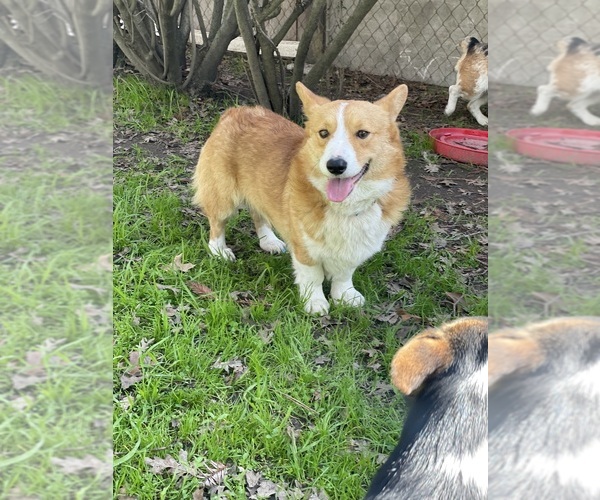 Medium Photo #1 Pembroke Welsh Corgi Puppy For Sale in OAKDALE, CA, USA