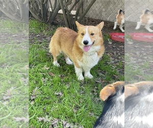 Father of the Pembroke Welsh Corgi puppies born on 04/18/2025