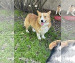 Small Photo #1 Pembroke Welsh Corgi Puppy For Sale in OAKDALE, CA, USA