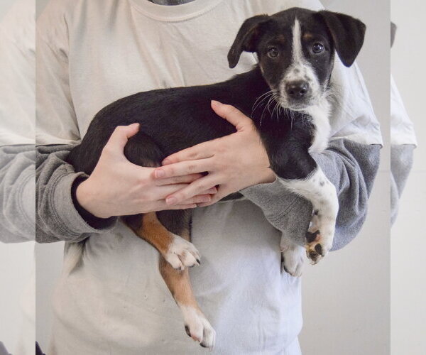 Medium Photo #3 Beagle-Unknown Mix Puppy For Sale in Huntley, IL, USA