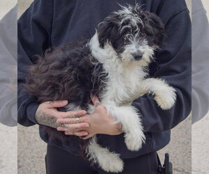 Anna Bella - Female Aussiedoodle Dog for Adoption - Photo #2