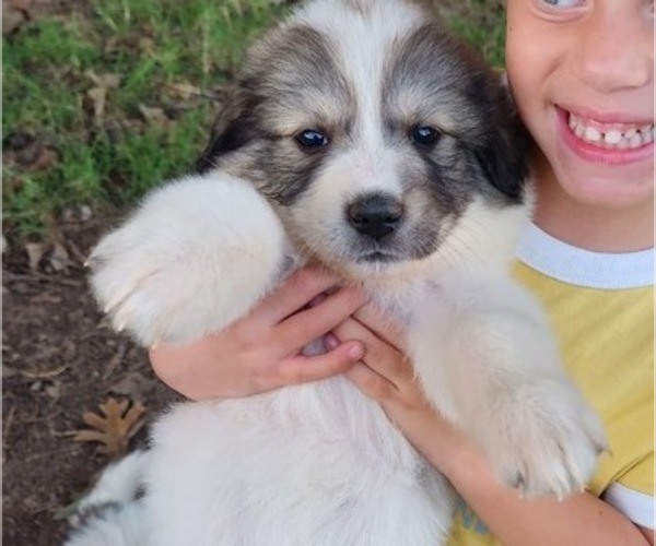 Medium Photo #1 Great Pyrenees Puppy For Sale in CHATHAM, VA, USA