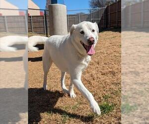 Shepradors Dogs for adoption in Plano, TX, USA