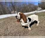 Small Photo #1 Basset Hound Puppy For Sale in TOLLAND, CT, USA