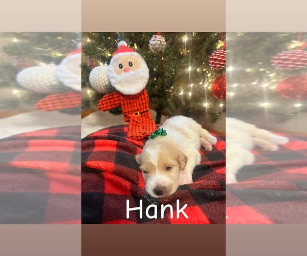 Medium Photo #11 Pyredoodle Puppy For Sale in MINSTER, OH, USA