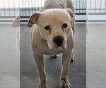 Small #1 Mutt