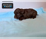 Small #1 Poovanese