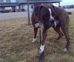 Father of the Boxer puppies born on 04/08/2025