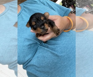 Yorkshire Terrier Puppy for sale in MUNFORDVILLE, KY, USA