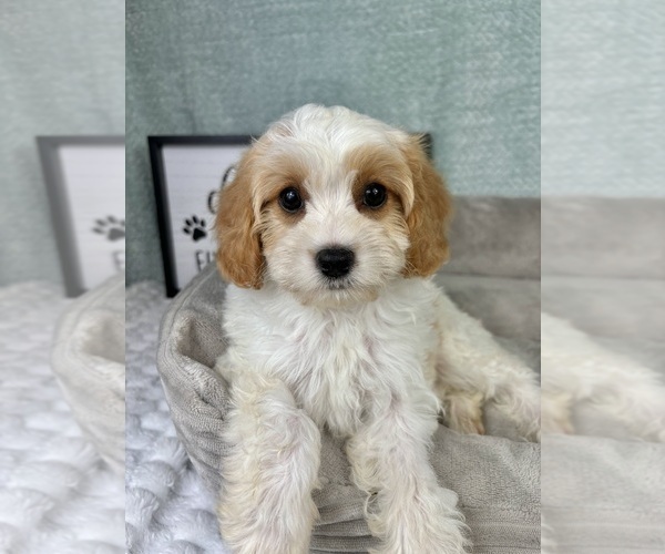 Medium Photo #6 Cavapoo Puppy For Sale in FRANKLIN, IN, USA