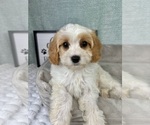 Small #5 Cavapoo