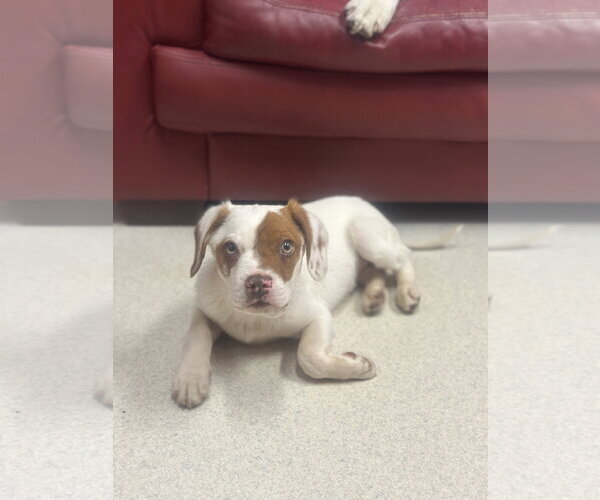 Medium Photo #1 Beaglier Puppy For Sale in Mouth Of Wilson, VA, USA