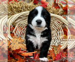 Small Photo #13 Bordernese Puppy For Sale in LATROBE, PA, USA