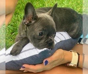 French Bulldog Puppy for sale in MIAMI BEACH, FL, USA