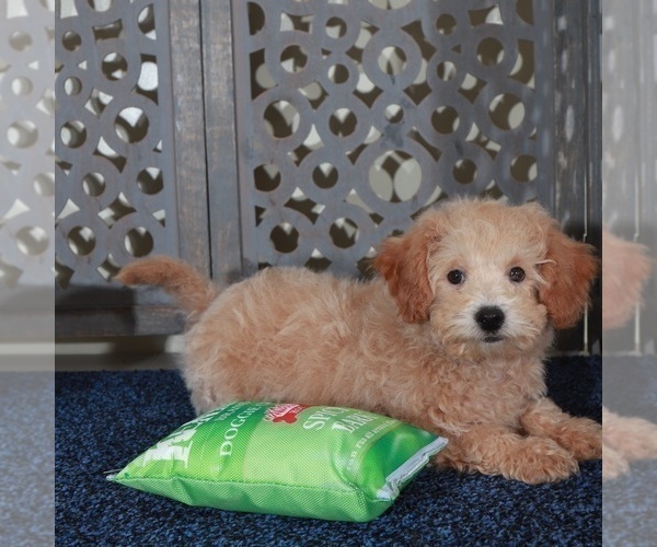 Medium Photo #2 Poochon Puppy For Sale in MOUNT VERNON, OH, USA