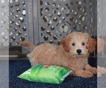 Small #1 Poochon