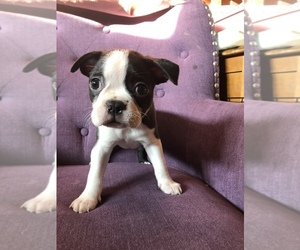 Boston Terrier Puppy for sale in PUYALLUP, WA, USA