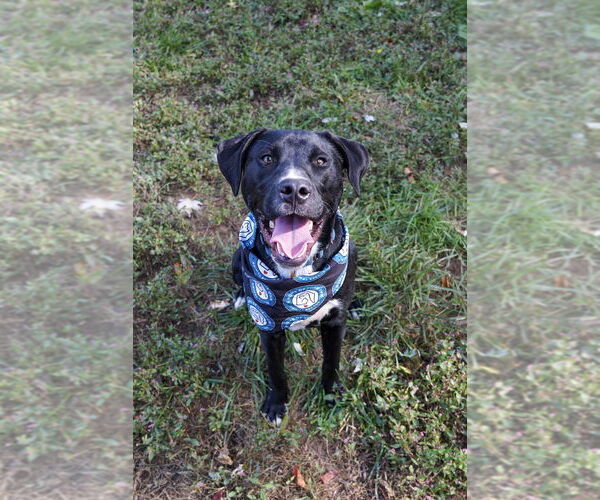 Medium Photo #5 American Pit Bull Terrier-Labrador Retriever Mix Puppy For Sale in Bethesda, MD, USA